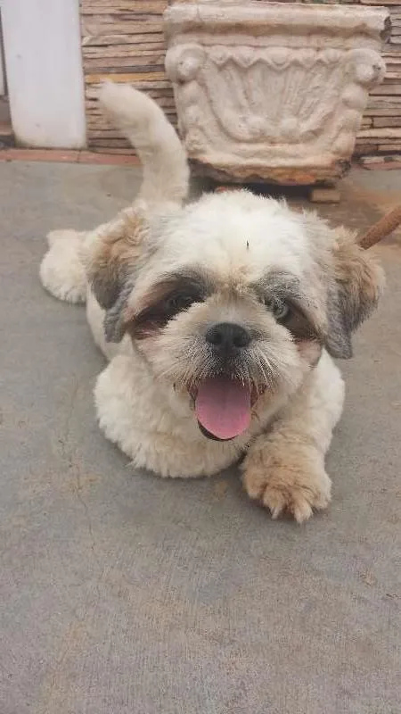 Cachorro ra a Shitzu idade  nome Shitzu