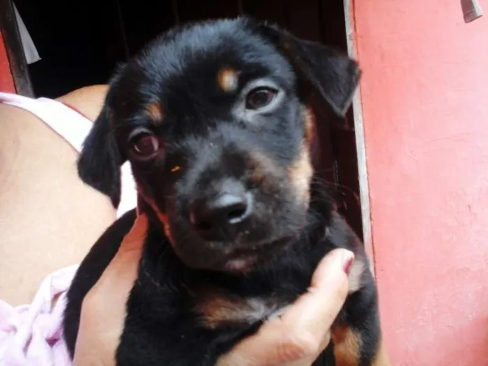 Cachorro ra a salsicha  idade Abaixo de 2 meses nome jon , maria ,panda