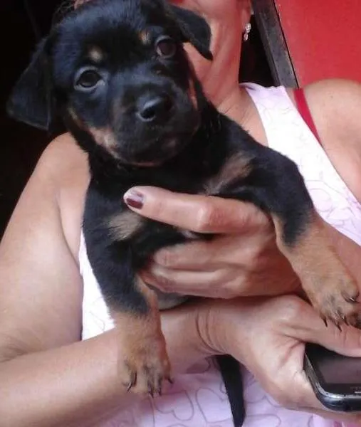 Cachorro ra a salsicha  idade Abaixo de 2 meses nome jon , maria ,panda