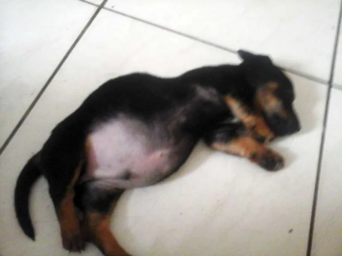Cachorro ra a salsicha  idade Abaixo de 2 meses nome jon , maria ,panda