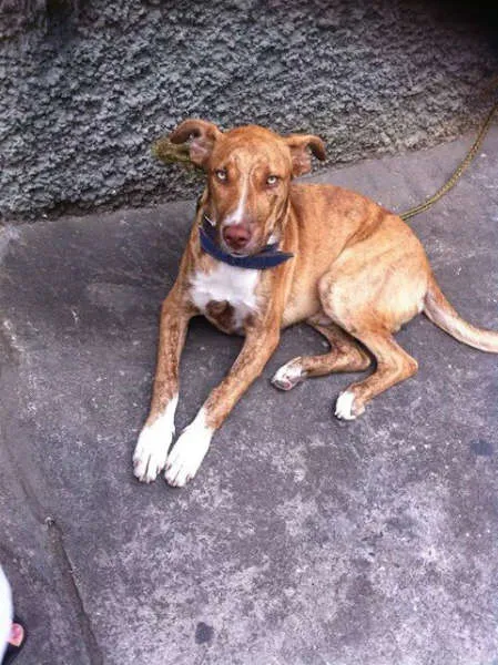 Cachorro ra a SRD BOXER idade 1 ano nome BELLO