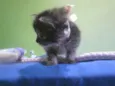 gata