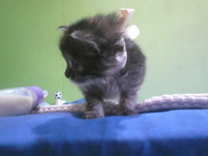 Gato ra a  idade Abaixo de 2 meses nome gata