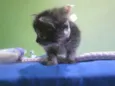 gata