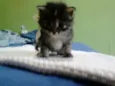 gata