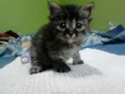 gata