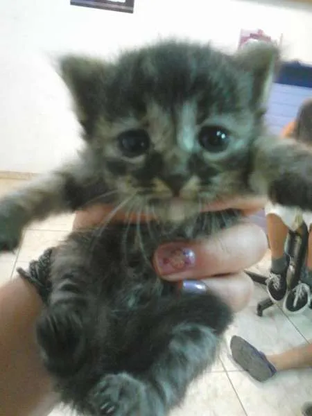 Gato ra a  idade Abaixo de 2 meses nome gata