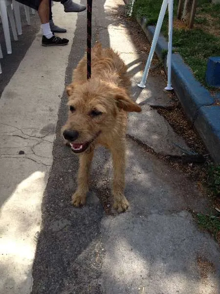 Cachorro raça SRD idade 1 ano nome Bob Estopa