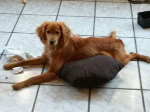 Cachorro raça indefinida idade 7 a 11 meses nome luchy