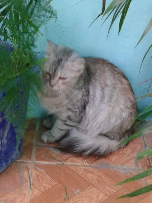 Gato raça maine coon idade 7 a 11 meses nome Vick