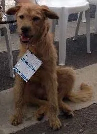 Cachorro raça SRD idade 1 ano nome Bob Estopa