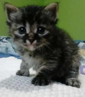 Gato raça  idade Abaixo de 2 meses nome gata