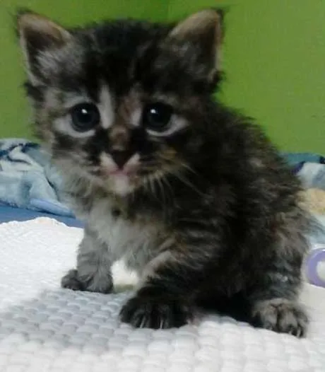 Gato ra a  idade Abaixo de 2 meses nome gata