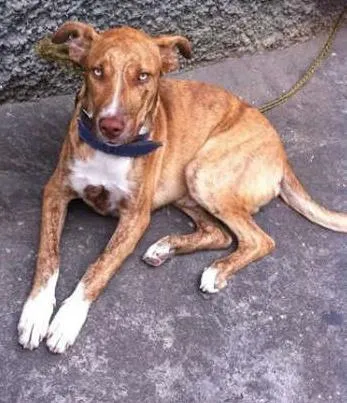 Cachorro ra a SRD BOXER idade 1 ano nome BELLO