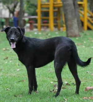 Cachorro raça SRD idade 2 anos nome BOLINHA
