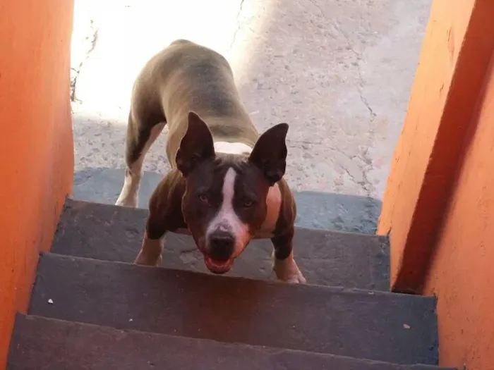 Cachorro ra a American Bully idade 3 anos nome Akira