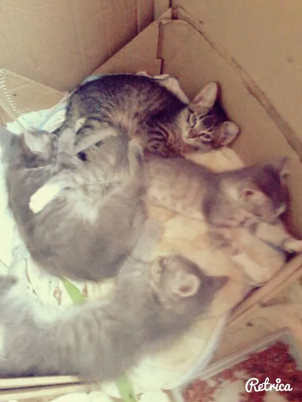 Gato raça  idade 2 a 6 meses nome sem nome