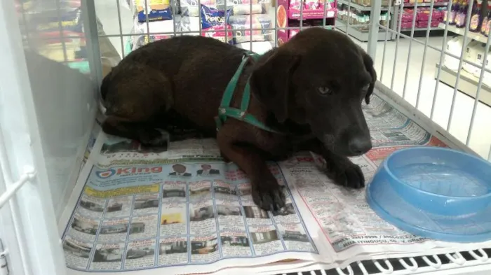 Cachorro ra a SRD idade 7 a 11 meses nome Ringo