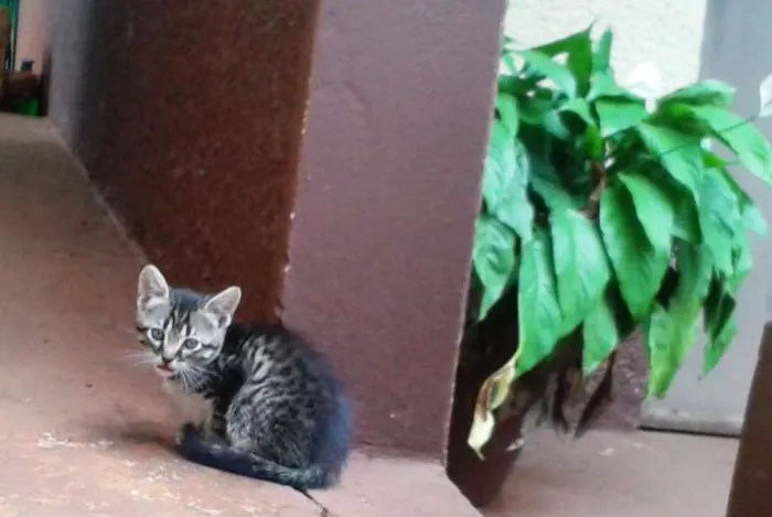 Gato ra a  idade Abaixo de 2 meses nome chocolate-tigre