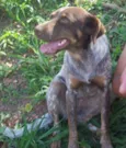 Chiquita