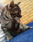 chocolate-tigre
