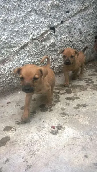 Cachorro ra a sem raça definida idade 2 a 6 meses nome indefinido