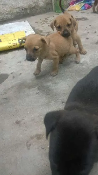 Cachorro ra a sem raça definida idade 2 a 6 meses nome indefinido