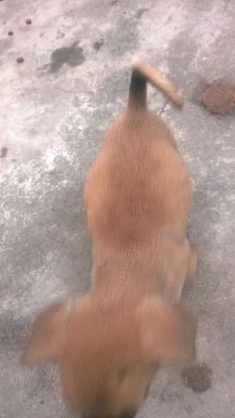 Cachorro ra a sem raça definida idade 2 a 6 meses nome indefinido