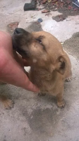 Cachorro ra a sem raça definida idade 2 a 6 meses nome indefinido