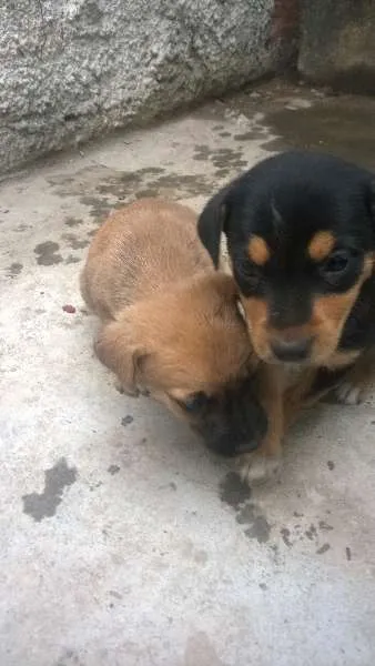 Cachorro ra a sem raça definida idade 2 a 6 meses nome indefinido