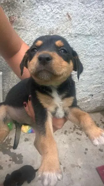 Cachorro ra a sem raça definida idade 2 a 6 meses nome indefinido
