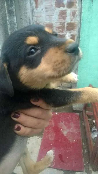 Cachorro ra a sem raça definida idade 2 a 6 meses nome indefinido