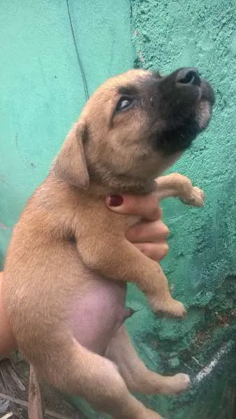 Cachorro ra a sem raça definida idade 2 a 6 meses nome indefinido