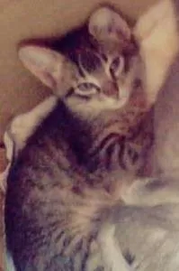 Gato raça  idade 2 a 6 meses nome sem nome