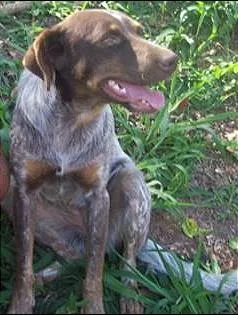 Cachorro raça SRD idade 1 ano nome Chiquita