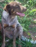 Chiquita
