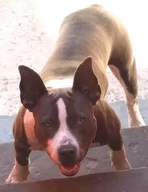 Cachorro raça American Bully idade 3 anos nome Akira
