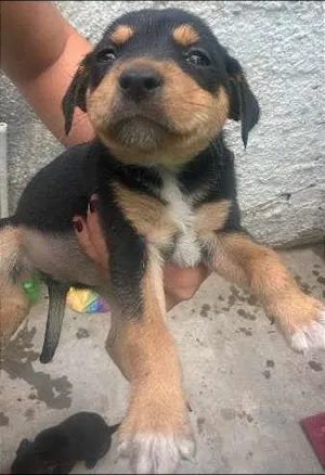 Cachorro raça sem raça definida idade 2 a 6 meses nome indefinido