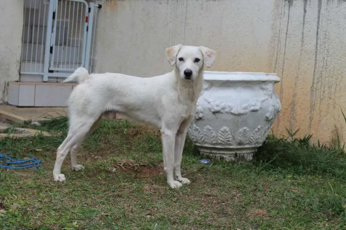 Cachorro ra a SRD idade 1 ano nome Milk