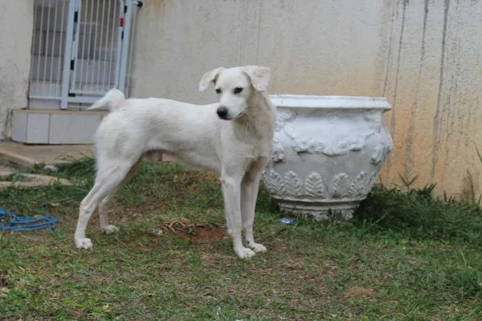 Cachorro ra a SRD idade 1 ano nome Milk