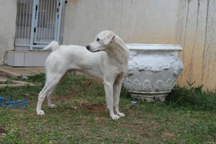 Cachorro ra a SRD idade 1 ano nome Milk