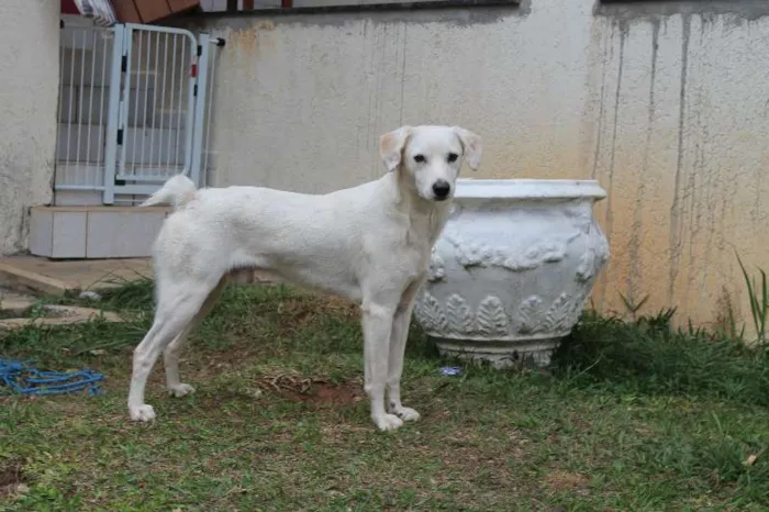 Cachorro ra a SRD idade 1 ano nome Milk