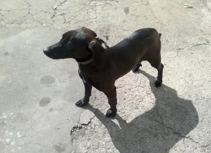 Cachorro ra a SRD idade 7 a 11 meses nome Ringo