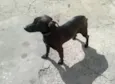 Ringo