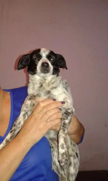 Cachorro ra a Vira Lata idade 4 anos nome Pitucha