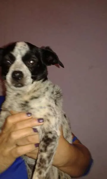 Cachorro ra a Vira Lata idade 4 anos nome Pitucha