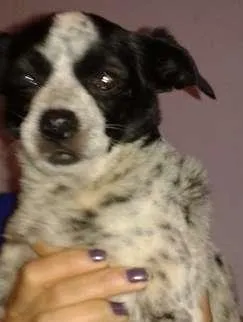 Cachorro ra a Vira Lata idade 4 anos nome Pitucha