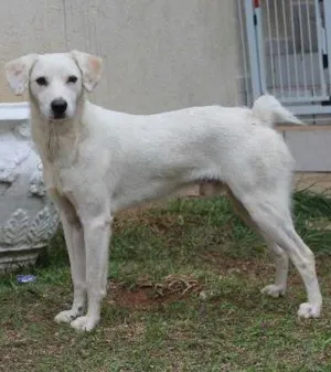 Cachorro raça SRD idade 1 ano nome Milk