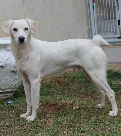 Cachorro ra a SRD idade 1 ano nome Milk