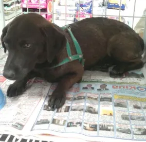 Cachorro raça SRD idade 7 a 11 meses nome Ringo